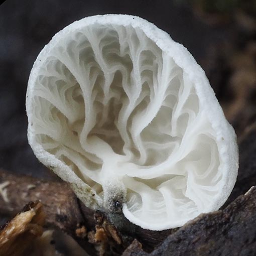 Campanella olivaceonigra, fungi, Tasmania