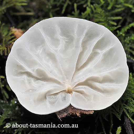 Campanella olivaceonigra, fungi, Tasmania