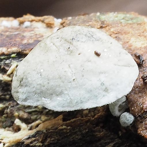 Campanella olivaceonigra, fungi, Tasmania