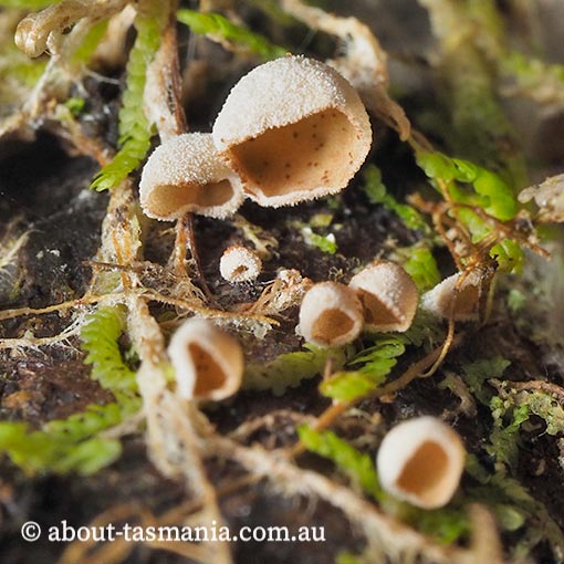 Chromocyphella muscicola, Tasmania, fungi