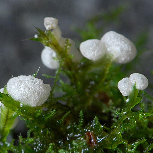 Chromocyphella muscicola, Tasmania, fungi