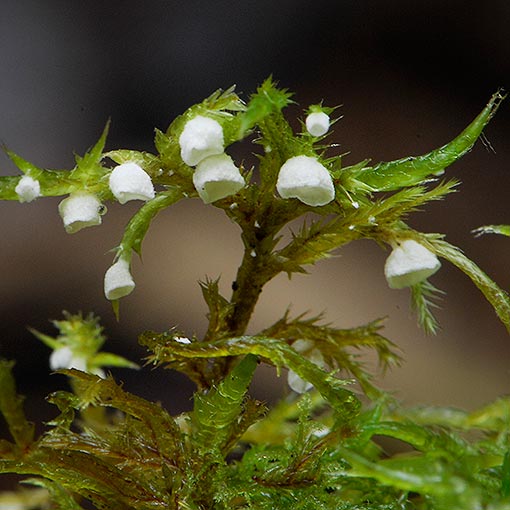 Chromocyphella muscicola, fungi, Tasmania