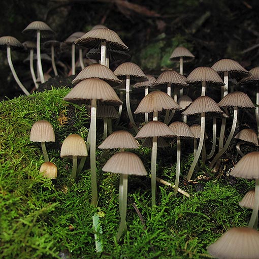 Coprinellus aff. disseminatus, Tasmania, fungi