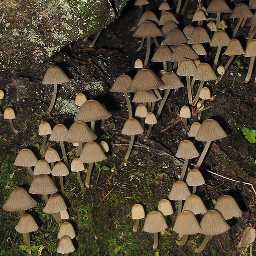 Coprinellus aff. disseminatus, fungi, Tasmania