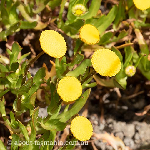 Cotula coronopifolius, Tasmania