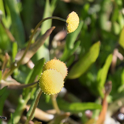 Cotula coronopifolius, Tasmania