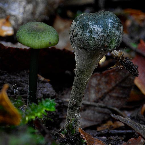 Entoloma viridomarginatum, fungi, Tasmania