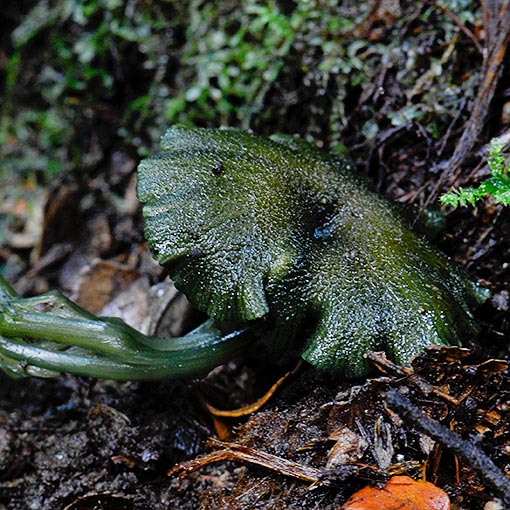Entoloma viridomarginatum
