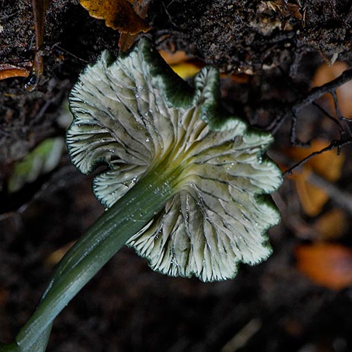 Entoloma viridomarginatum, fungi, Tasmania