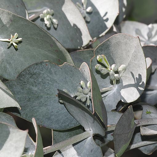 Eucalyptus risdonii,Tasmania