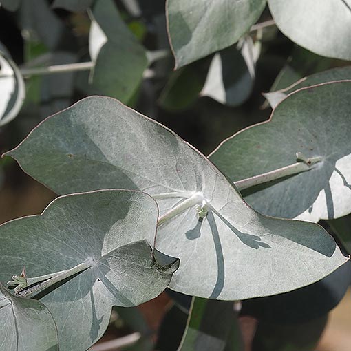 Eucalyptus risdonii, Tasmania