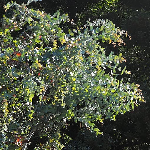 Eucalyptus risdonii, Risdon Peppermint, Tasmania