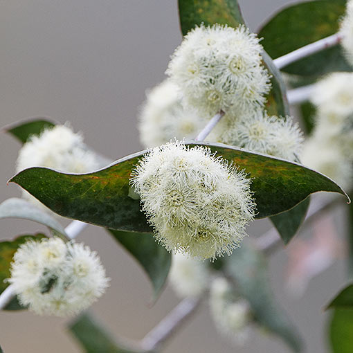 Eucalyptus risdonii, Tasmania