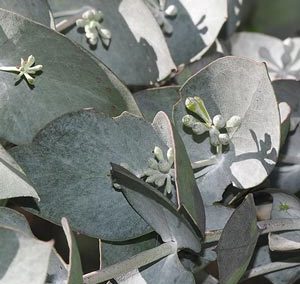 Eucalyptus risdonii