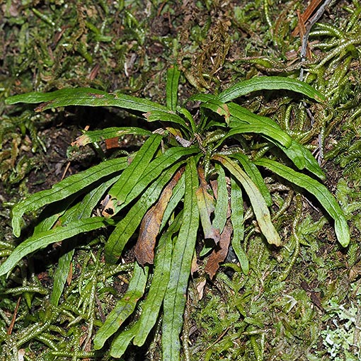 Grammitis magellanica, fern, Tasmania