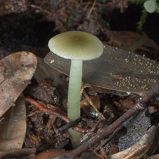 Gliophorous graminicolor, Hygrocybe graminicolor, fungi, Tasmania