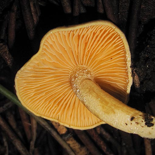 Hygrophorus involutus, fungi, Tasmania