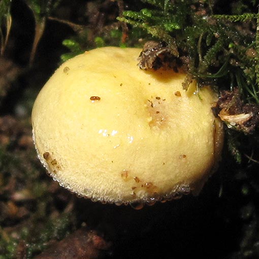 Hygrophorus involutus, fungi, Tasmania
