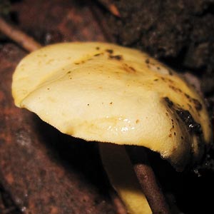 Hygrophorus involutus