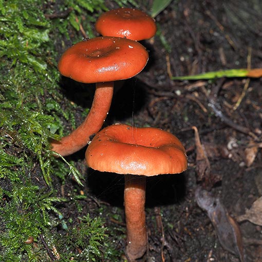 Lactarius eucalypti, Tasmania, fungi