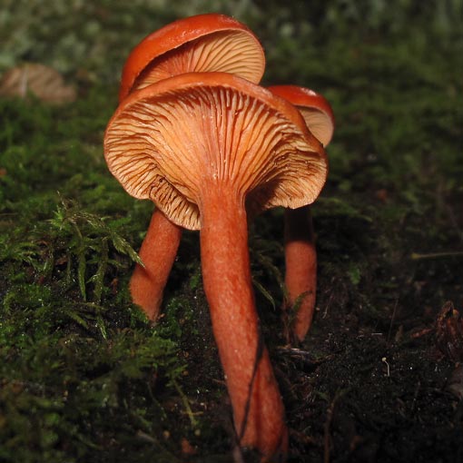 Lactarius eucalypti, fungi, Tasmania