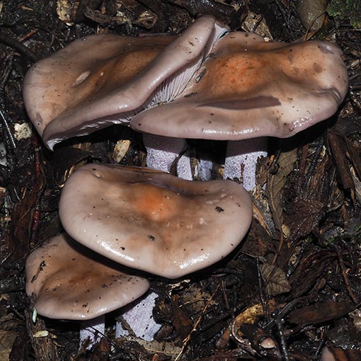 Collybia nuda, Lepista nuda, Tasmania, fungi