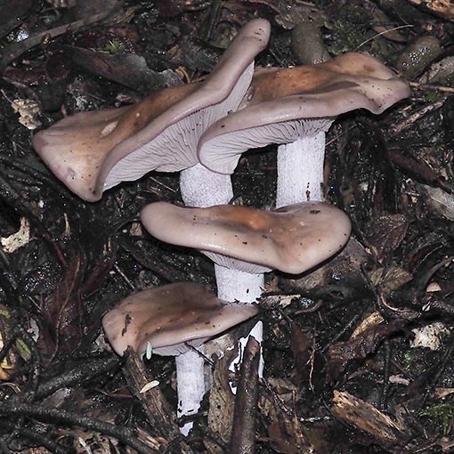 Collybia nuda, Lepista nuda, fungi, Tasmania