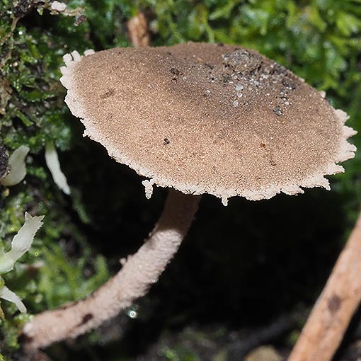 Melanophyllum haematospermum, Tasmania, fungi