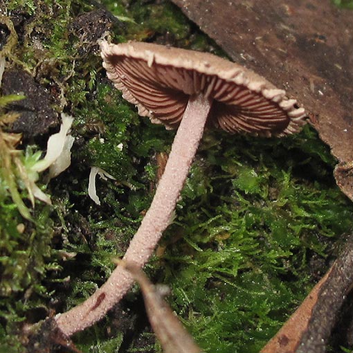 Melanophyllum haematospermum, Tasmania, fungi