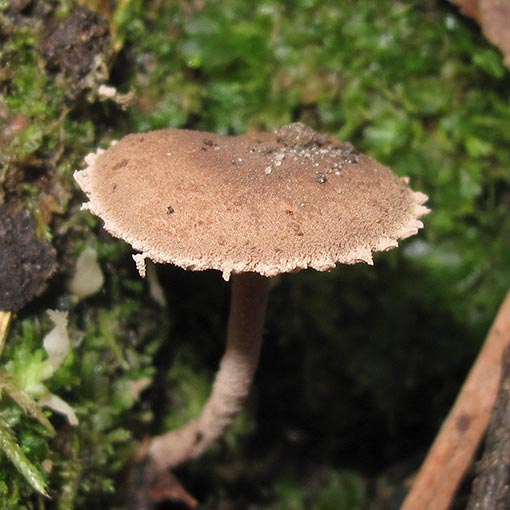Melanophyllum haematospermum, Tasmania, fungi