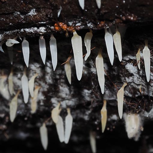 Mucronella pendula, Tasmania, fungi