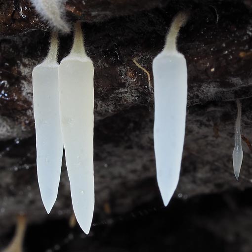 Mucronella pendula, fungi, Tasmania