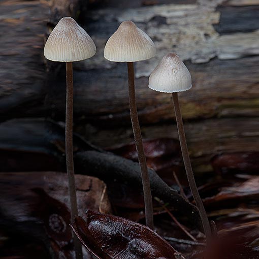 Mycena austrofilopes, Tasmania, fungi