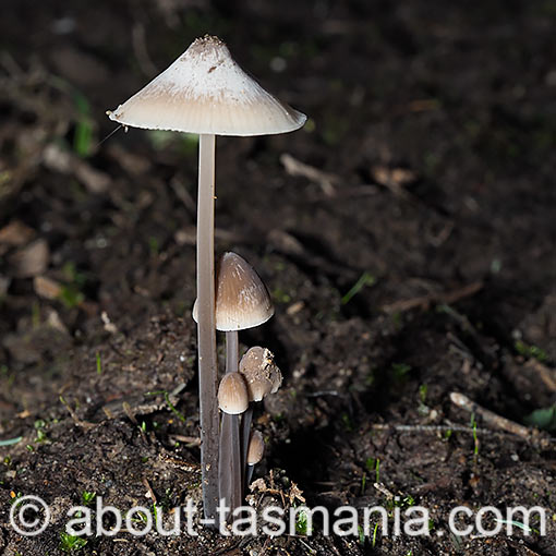 Mycena austrofilopes, Tasmania, fungi