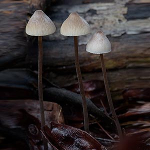 Mycena austrofilopes