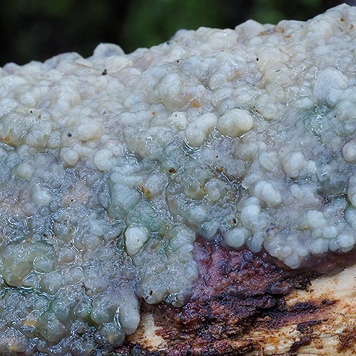 Phlebia, Tasmania, fungi