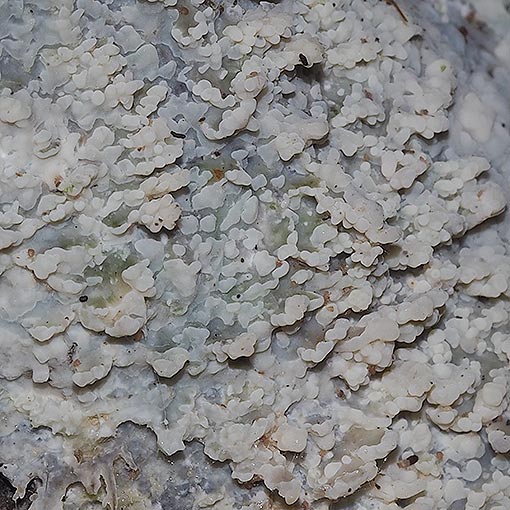 Phlebia, Tasmania, fungi