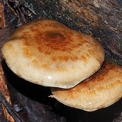 Pholiota multicingulata, Tasmania, fungi