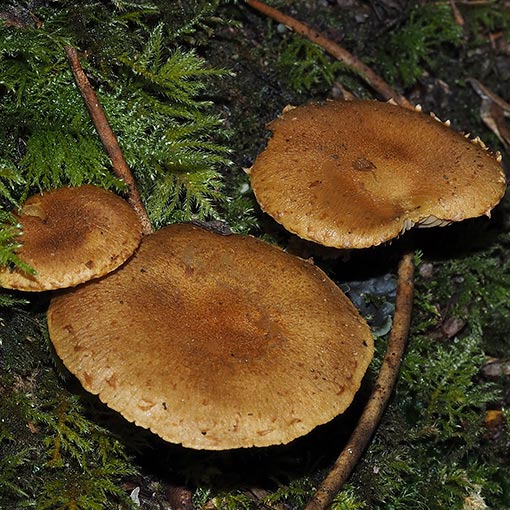 Pholiota squarrosipes, Tasmania, fungi