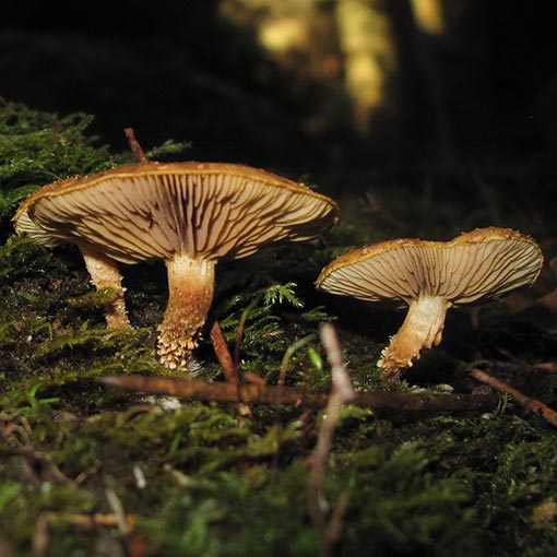 Pholiota squarrosipes, fungi, Tasmania