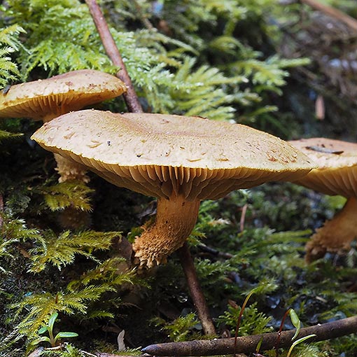 Pholiota squarrosipes, fungi, Tasmania