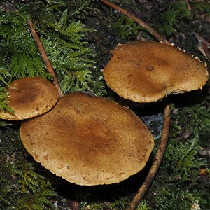 Pholiota squarrosipes