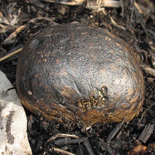Pisolithus microcarpus, fungi, Tasmania