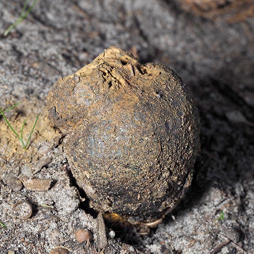 Pisolithus microcarpus, fungi, Tasmania