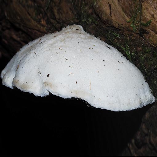 Postia subcaesia, Tasmania, fungi