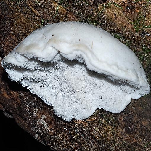 Postia subcaesia, fungi, Tasmania