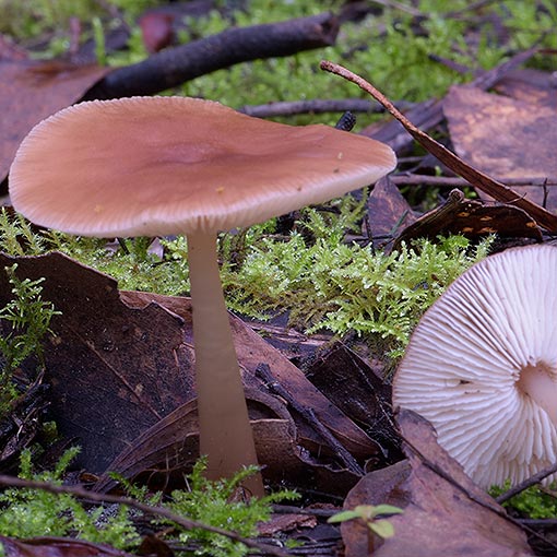 Rhodocollybia incarnata, fungi, Tasmania