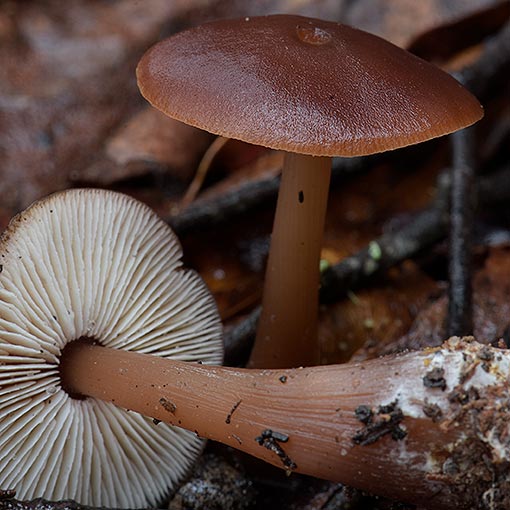 Rhodocollybia incarnata, fungi, Tasmania