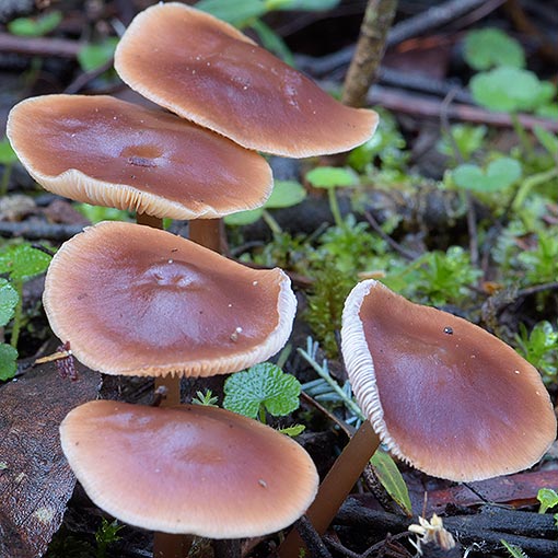 Rhodocollybia incarnata, fungi, Tasmania