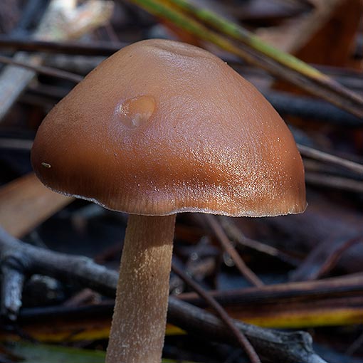 Rhodocollybia incarnata, fungi, Tasmania